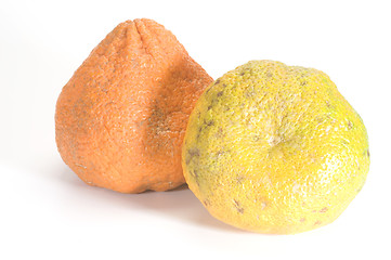 Image showing two ugli fruits from jamaica