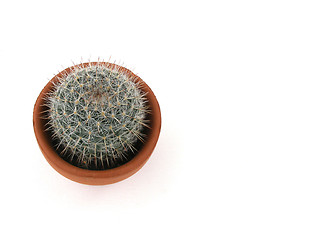 Image showing cactus