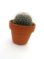 Image showing cactus