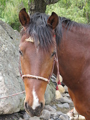 Image showing Horse portrait