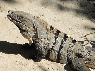 Image showing Iguana