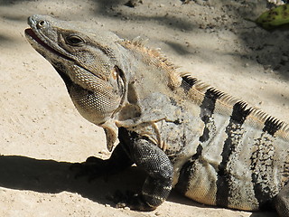 Image showing Iguana