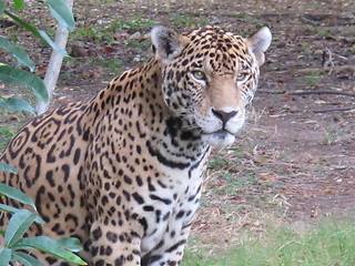 Image showing Jaguar, Mexico