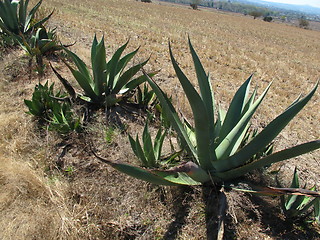 Image showing Aloe vera plants