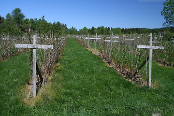 Image showing Countryside