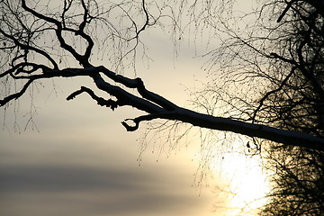 Image showing Branch silouette