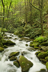 Image showing Great Smoky Mountains national park