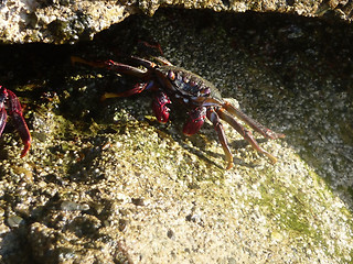 Image showing crab