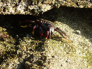 Image showing Tropical Crab
