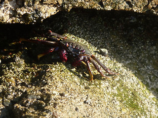 Image showing Tropical Crab