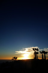 Image showing Palm Tree Sunset