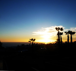 Image showing Palm Tree Sunset