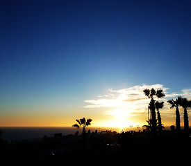 Image showing Palm Tree Sunset