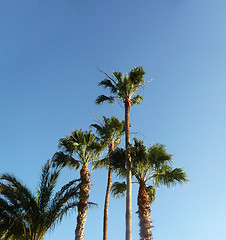 Image showing Palm Trees And Blue Skys