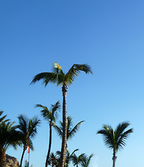 Image showing Palm Trees And Blue Skys