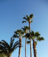 Image showing Palm Trees And Blue Skys