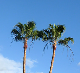 Image showing Palm Trees And Blue Skys