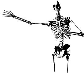 Image showing Illustrated Skeleton