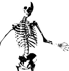 Image showing Illustrated Skeleton