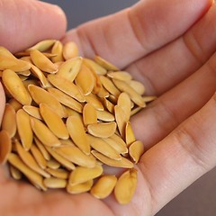 Image showing Melon seeds