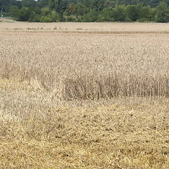 Image showing Harvest