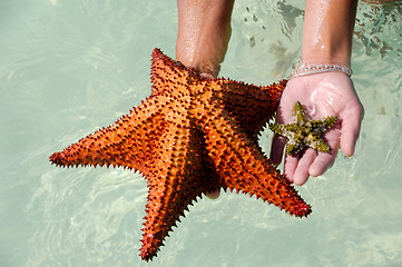 Image showing Starfish