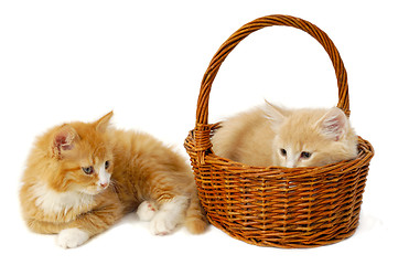 Image showing Two kittens