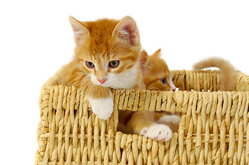 Image showing Two kittens in basket