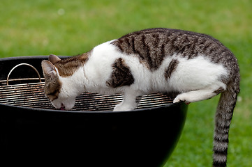 Image showing Cat on grill