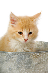 Image showing Kitten