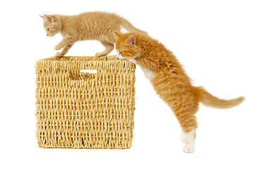 Image showing Two kittens