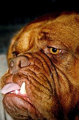 Image showing Ugly dog