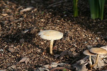 Image showing Mushroom