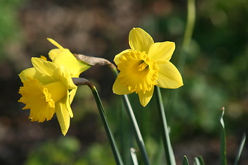 Image showing Daffodil Flowers