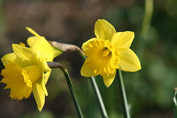 Image showing Daffodil Flowers