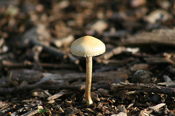 Image showing Mushroom