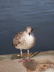 Image showing Sea bird at quay