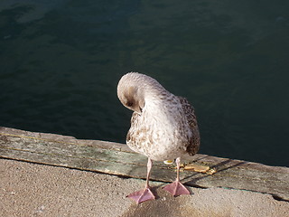 Image showing Sea bird cleansing feathers