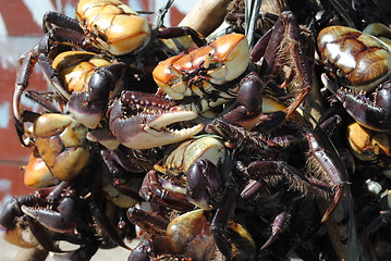 Image showing crab