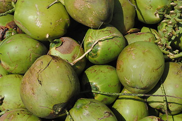 Image showing coconut