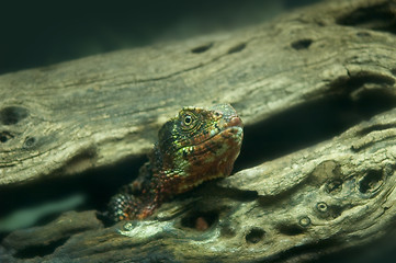 Image showing lizard