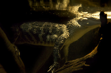 Image showing Alligator underwater