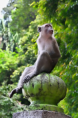 Image showing Macaque monkey 