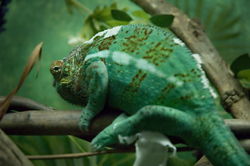 Image showing Chameleon