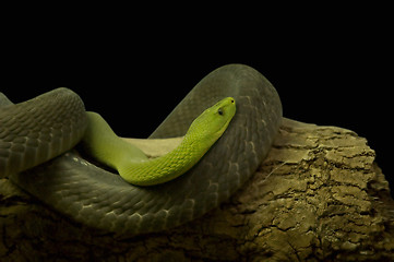 Image showing green snake