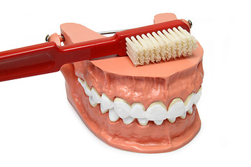 Image showing Teeth model