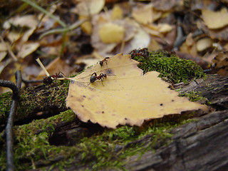 Image showing Ants