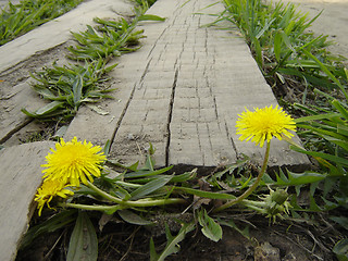 Image showing Dandelion