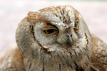 Image showing owl