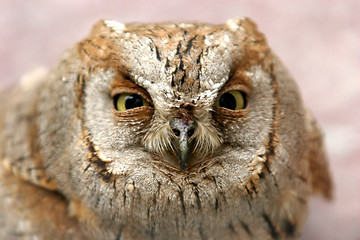 Image showing owl